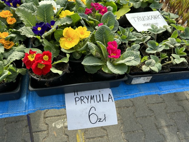 Jakie ceny warzyw, owoców i sadzonek kwiatów na targowisku w Radomsku? (7.08.2024)