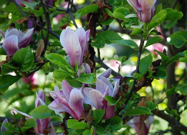 Magnolia wgląda bajecznie i pachnie urzekająco. Fot. Marta Szloser