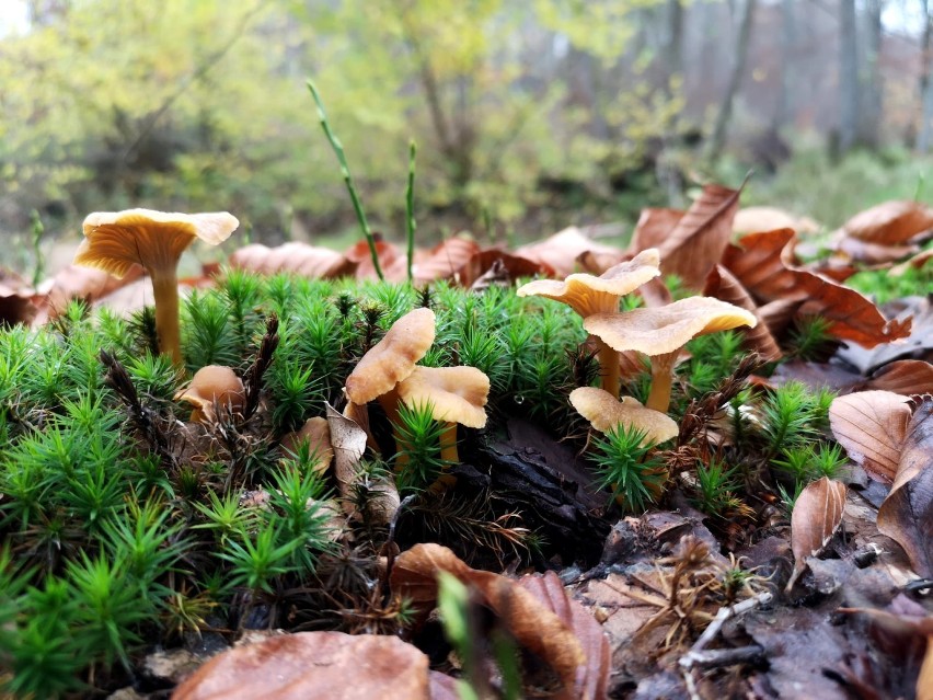Listopadowe grzybobranie w lasach koło Szczecinka. Zaprasza Beata Bilska-Zaleska [piękne zdjęcia]