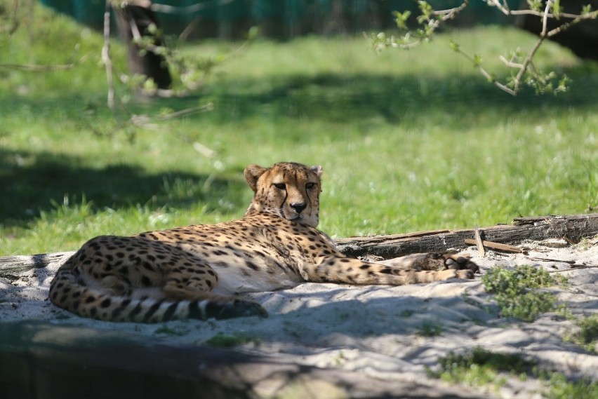 Gepardy ze śląskiego zoo
Zobacz kolejne zdjęcia/plansze....