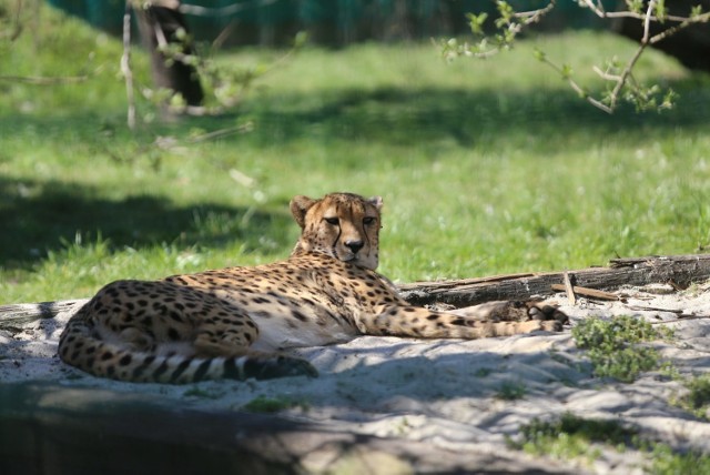 Gepardy ze śląskiego zoo
Zobacz kolejne zdjęcia/plansze. Przesuwaj zdjęcia w prawo - naciśnij strzałkę lub przycisk NASTĘPNE