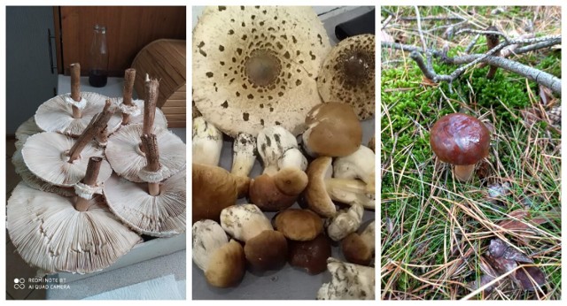 Mamy już pierwsze doniesienia o zbiorach grzybów w regionie. Najobfitsze zbiory grzybów we wrześniu i październiku?