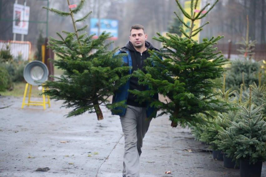 Choinki, Warszawa. Możesz dostać świąteczne drzewko za...