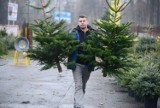 Choinki, Warszawa. Możesz dostać świąteczne drzewko za elektrośmieci 