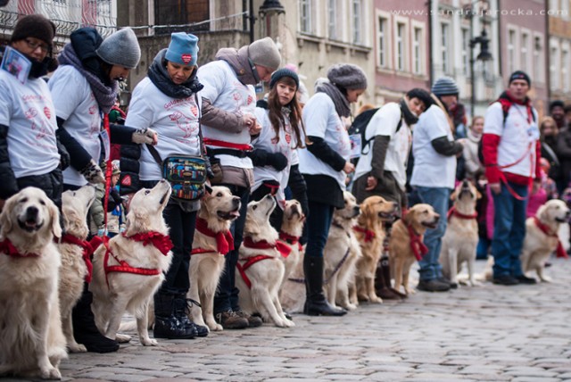 SuperKejter 2014

1. miejsce - Golden Retrievery dla WOŚP w Poznaniu



wynik: 11 206 głosów

nagroda: tytuł SuperKejtra 2014 i voucher na 500 zł brutto na zakupy w sklepie internetowym ZOOartykuly.pl



Zajrzyj na psie strony na poznan.naszemiasto.pl