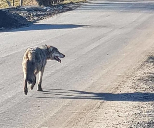 Żuławy. Wilk wtargnął na jezdnię. Zginął pod kołami samochodu