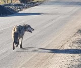 Wilk zginął pod kołami samochodu na drodze S7 koło Elbląga. Zwierzę wtargnęło nagle na jezdnię. Kierowcy nic się nie stało