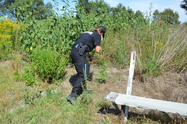 Na miejsce, gdzie znaleźliśmy krzew podobny do konopii indyjskiej przyjechała policja