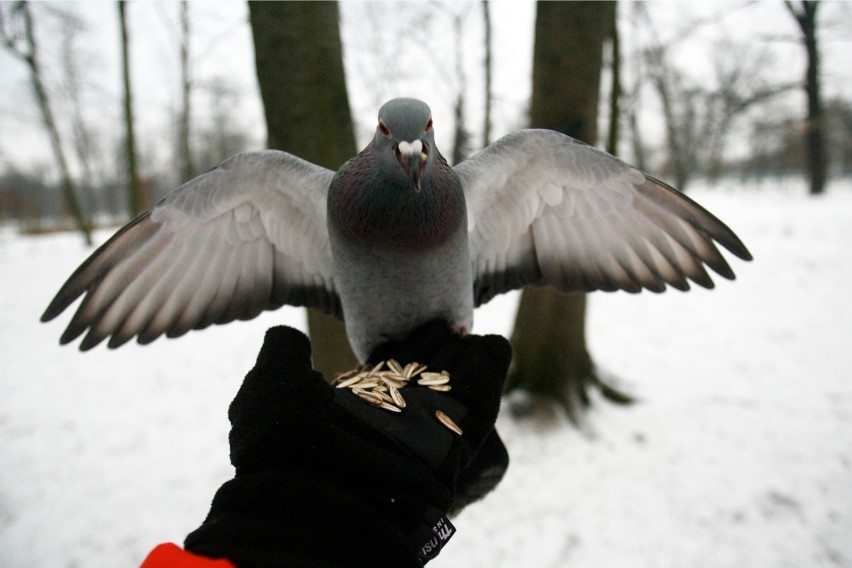 Zoo Warszawa zaprasza na warsztaty mikołajkowe