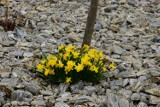 Wiosenny Imielin przybrał kolor żółty ZDJĘCIA