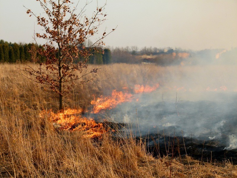 Pożar traw na osiedlu Południe [zdjęcia]