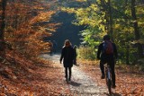 Rezerwat przyrody Dolina Strzyży w Gdańsku to jedno z najpiękniejszych miejsc na spacer. Jesienią zachwyca kolorami. Zdjęcia