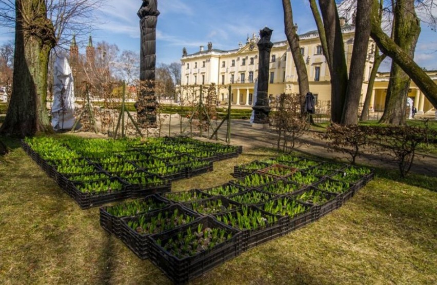 Różnokolorowe tulipany, bratki, krokusy, narcyzy czy...