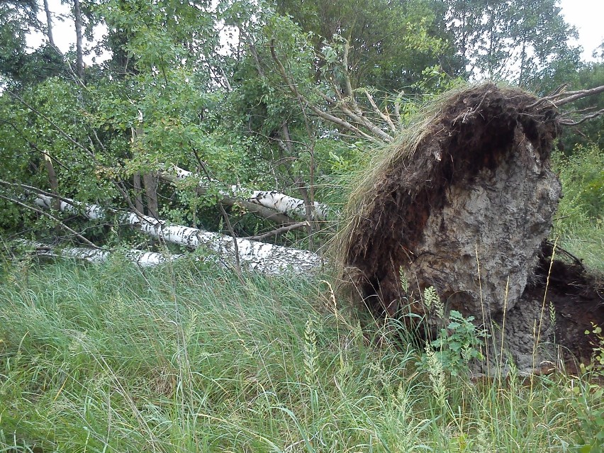 Mysłowice po nawałnicy: Burza powaliła drzewa i trakcje. Strażacy mają pełne ręce roboty [ZDJĘCIA]