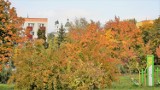 Tak złoci się jesień w chełmskim parku. Zobacz zdjęcia z sobotniego spaceru
