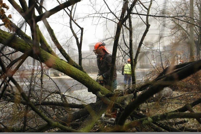 Wrocław: Przy Hali Ludowej wycinają drzewa pod parking (ZDJĘCIA)