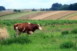 Strefa Agro Sokółka - o ważnych rzeczach dla wsi i rolnictwa