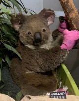 Zaadoptowana przez firmę z Koszalina  koala wróciła na wolność!