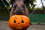 Dyniowa Kraina została urządzona w Zoo Borysew. Inauguracja z udziałem Jarosława Kreta w najbliższy weekend. Jakie atrakcje? ZDJĘCIA