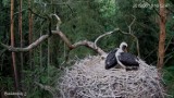 Można zajrzeć do gniazda bocianów czarnych w okolicach Sierakowa