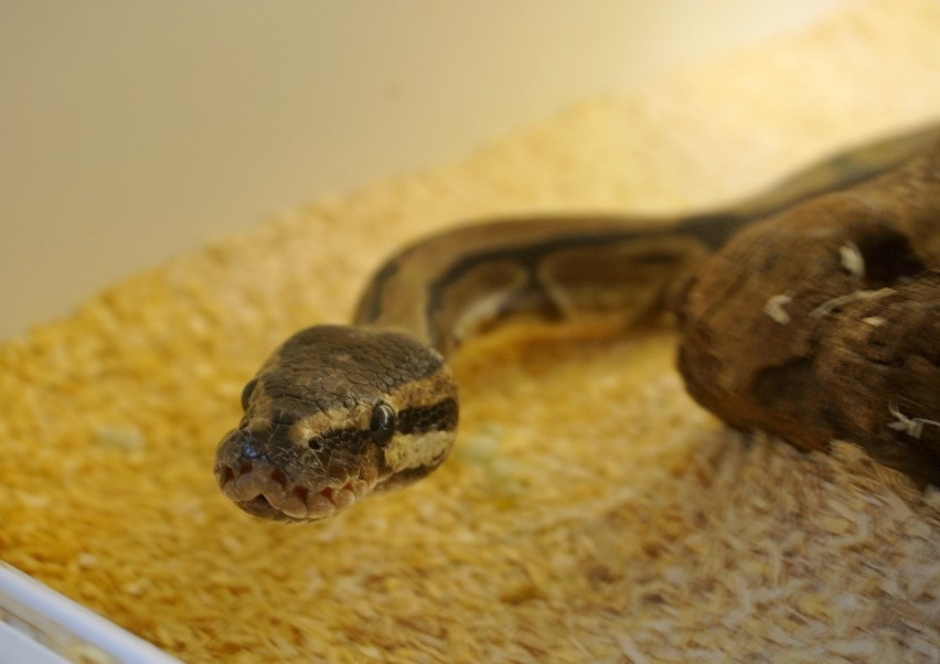 Węże, żółwie, agamy, czyli wizyta w lubelskim Egzotarium. Zobacz zdjęcia egzotycznych podopiecznych Schroniska dla Zwierząt w Lublinie!