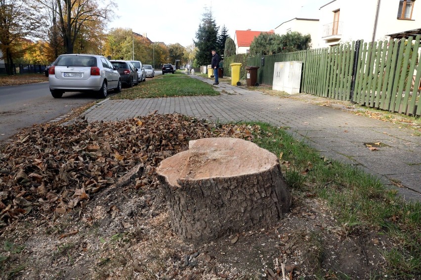 dowiedzieliśmy się w Urzędzie Miasta, po zakończeniu budowy będą nasadzanie nowe drzewa.