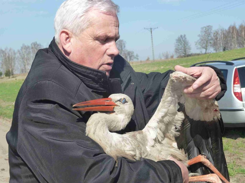 Bocian z Mostów wrócił na wolność