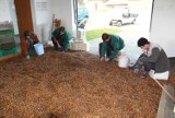 Lesnicy zebrali 3 tony żołędzi i 300 kg nasion buka [ZDJĘCIA]