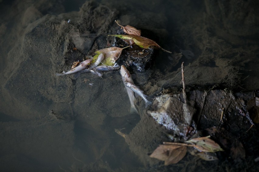 Kraków. Setki martwych ryb. Wiemy, co było przyczyną zanieczyszczenia Wilgi