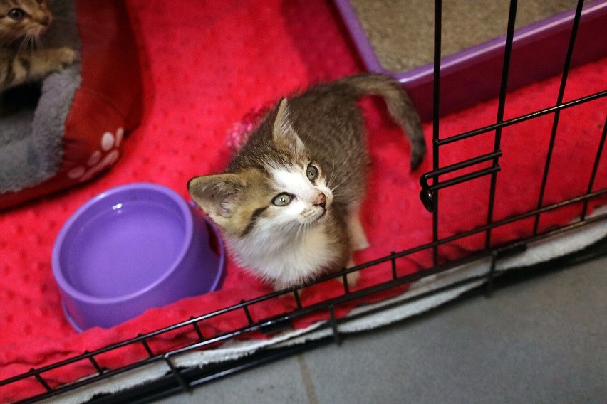 Te kotki i pieski czekają na adopcję w legnickim schronisku, zobaczcie zdjęcia