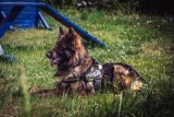 Nowy pies w Łódzkim Garnizonie Policji [ZDJĘCIA]