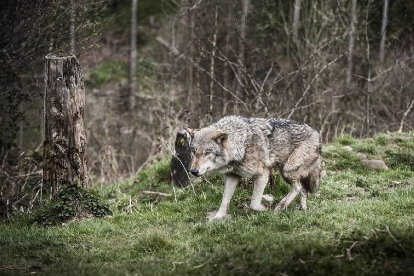 Wilki nie cieszą się dobrą sławą, nie tylko w bajkach....