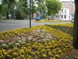 Kwiaty w Lublińcu i powiecie. Cieszmy się miejską zielenią, bo jest czym