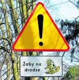 Lutycka: Przyrodnicy przeniosą żaby przez drogę [ZDJĘCIA]