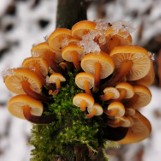Styczniowe grzyby na śniegu. Zimowe grzybobranie z Beatą Bilską-Zaleską [zdjęcia]