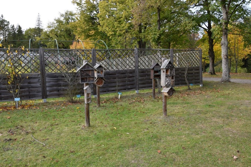 Najstarszy ogród dendrologiczny w Polsce znajduje się na Kociewiu! ZDJĘCIA
