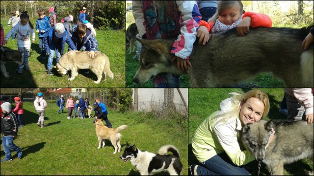 Spotkanie z psami rasy husky w Szkole Podstawowej nr 11 w Inowrocławiu.