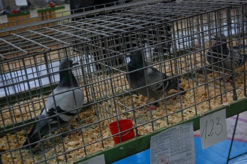 Wystawa gołębi w Kwidzynie: Pierzaści sprinterzy, średniodystansowcy i maratończycy [ZDJĘCIA]