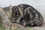 Oto koty do adopcji ze schroniska dla zwierząt w Bełchatowie. Kociaki czekają na nowy dom