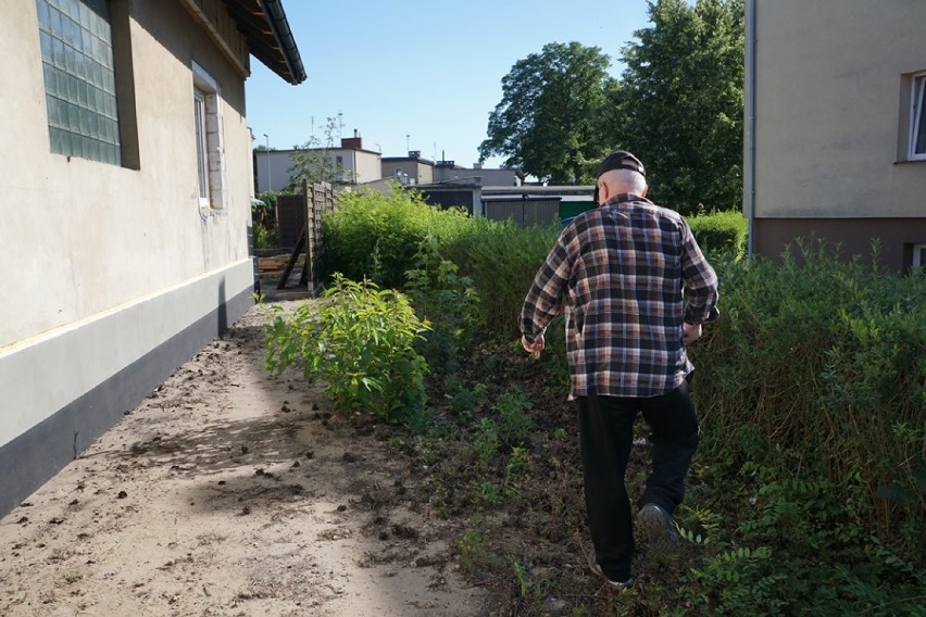 Mieszkańcy Szarych Szeregów w Sycowie oburzeni wycinką tamtejszych drzew