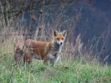 Akcja szczepienia lisów na Sądecczyźnie. Kapsułek nie wolno dotykać