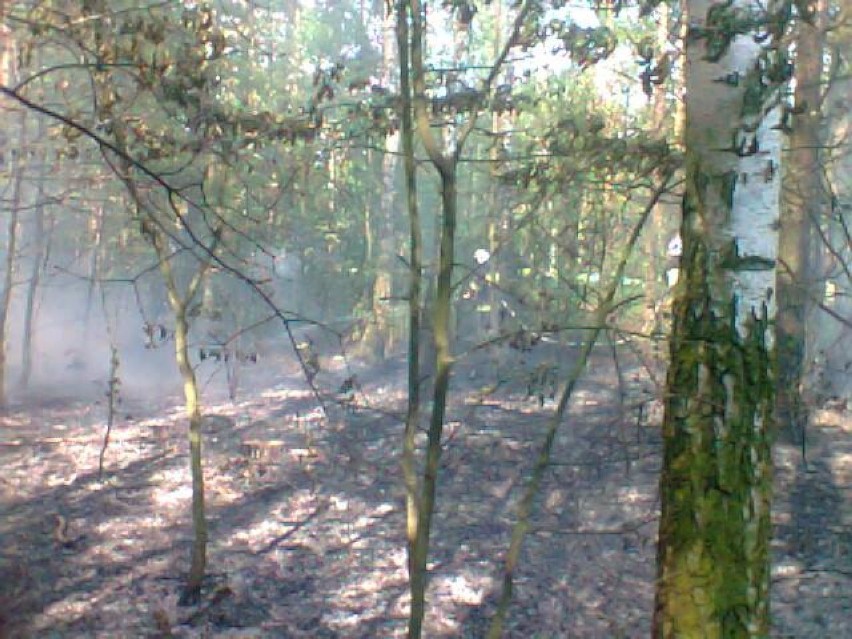 Pożar lasu w Stefanowie