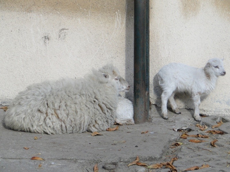 Poznań: Kolejne narodziny w Starym Zoo - na świat przyszły owieczki bretońskie [ZDJĘCIA]