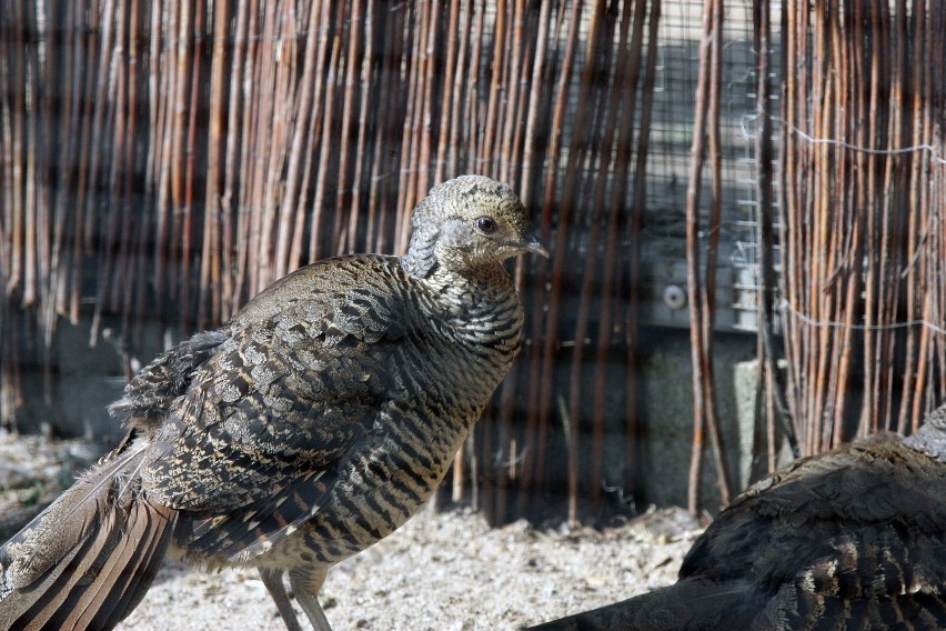 Mini ZOO w Legnicy skończyło pięć. Będzie impreza!