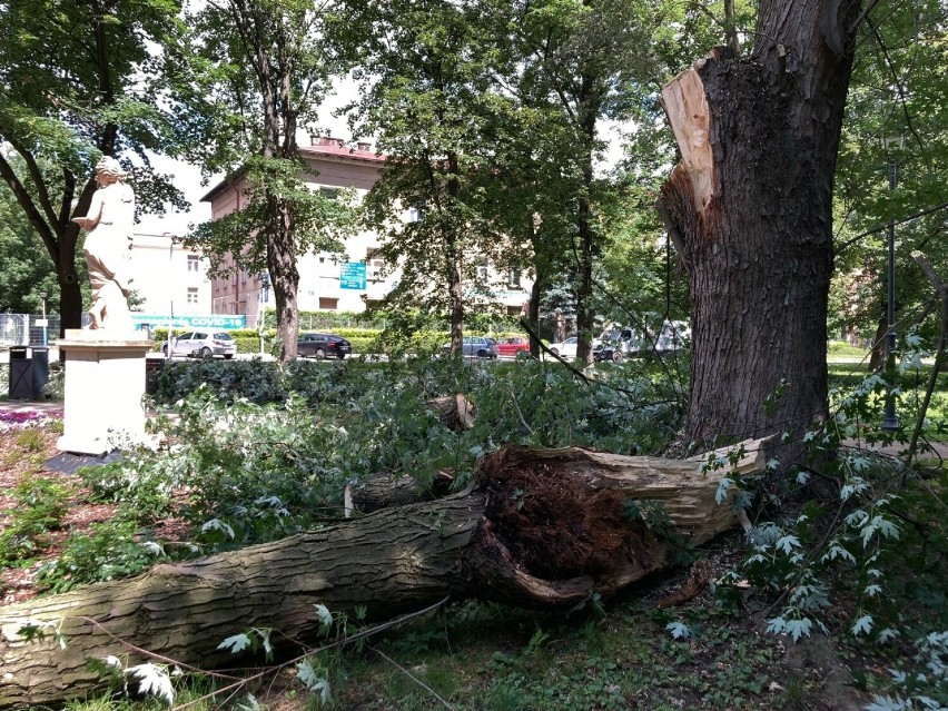 W Ogrodzie Miejskim im. Solidarności drzewo zniszczyło pomnik. Zobacz zdjęcia!