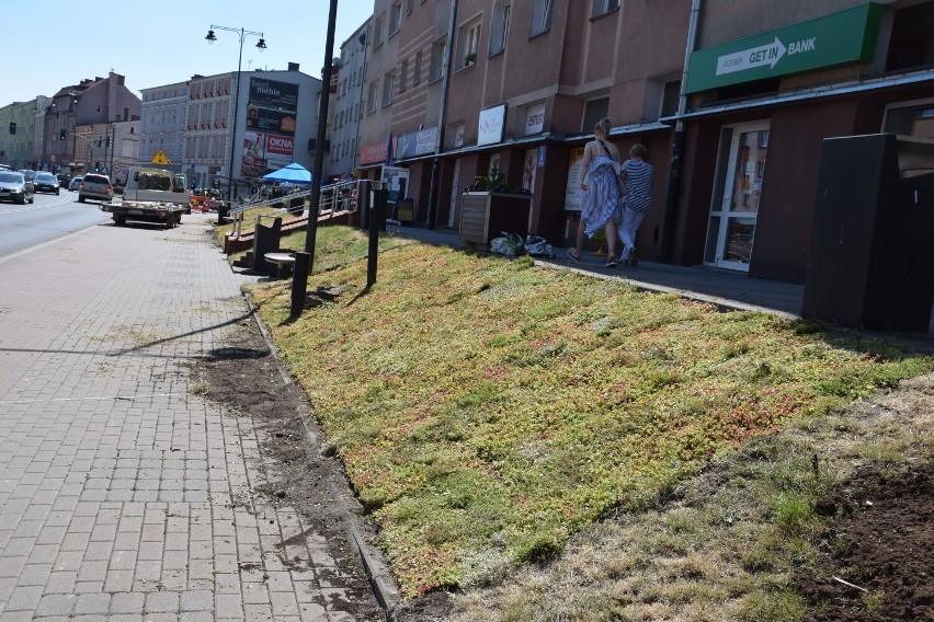 Tak prezentuje się łąka kwietna w centrum Szczecinka. Ładnie? [zdjęcia]