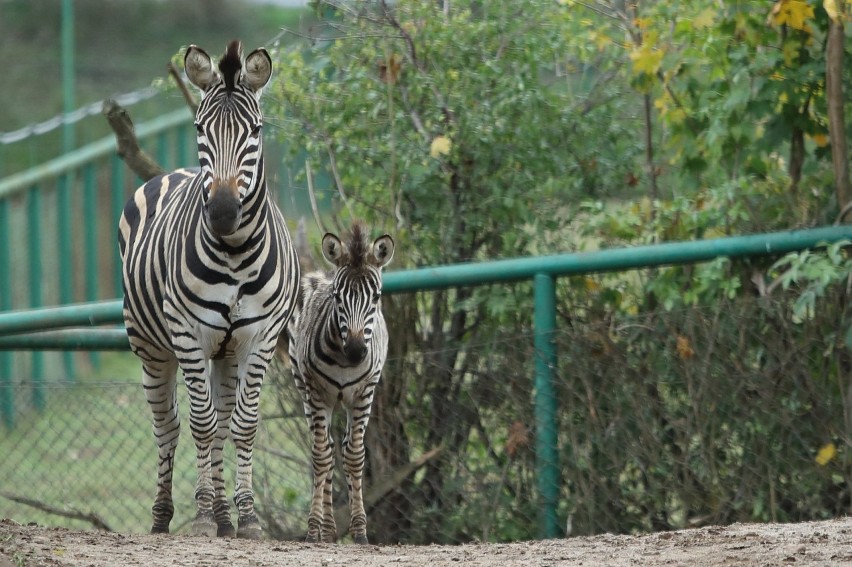 Żyrafa, walabie i zebra nowymi mieszkańcami zoo