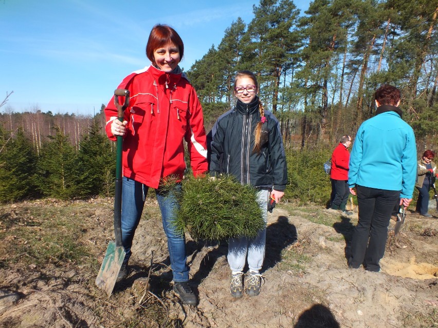 Nadleśniczy Nadleśnictwa Brodnica zaprosił mieszkańców do wspólnego sadzenia lasu