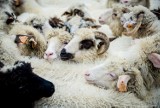 Redyk Karpacki, czyli tradycyjny spęd owiec. Tak świętowano w Ustrzykach Górnych [FOTO]