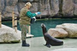 W zoo w Opolu znowu można oglądać pokazy karmienia zwierząt i treningi medyczne. Jakie są ograniczenia?